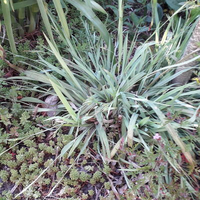 Zegge - Carex laxiculmis 'Bunny Blue'