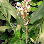 Hedychium spicatum  - Gemberlelie