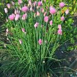 Allium schoenoprasum 'Forescate' - Bieslook