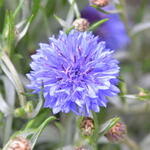 Centaurea cyanus 'Blue Boy' - Korenbloem