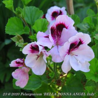 Pelargonium 'BELLA DONNA ANGEL Indy'