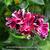 Pelargonium peltatum 'Bonito'