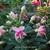 Fuchsia 'Bon Accord'