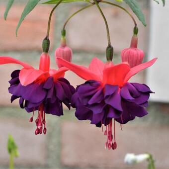Fuchsia 'Violet Rosette'