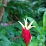 Spigelia marilandica 'Little Redhead' - Vuurgentiaan