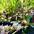Lavandula angustifolia 'Alba'