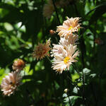 Chrysanthemum 'Apricot' - Margriet