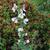 Verbascum blattaria f. albiflorum