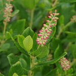 Schijnels - Clethra alnifolia 'Ruby Spice'