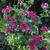 Pelargonium peltatum 'Bonito'