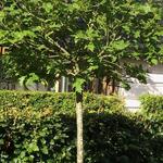 Quercus rubra 'Haaren' - Amerikaanse eik