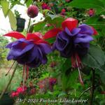 Fuchsia 'Lilac Lustre' - Bellenplant