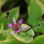Tricyrtis formosana 'Samurai' - Paddenlelie / armeluisorchidee