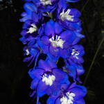 Delphinium EXCALIBUR 'Dark Blue White Bee' - Ridderspoor