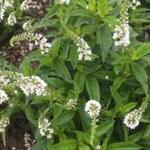 Lysimachia clethroides 'Snow Candle' - Wederik - Lysimachia clethroides 'Snow Candle'