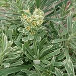 Euphorbia amygdaloides 'Frosted Flame' - Amandelwolfsmelk