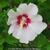 Hibiscus syriacus ’Red heart’
