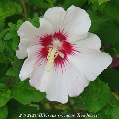 Altheastruik - Hibiscus syriacus ’Red heart’