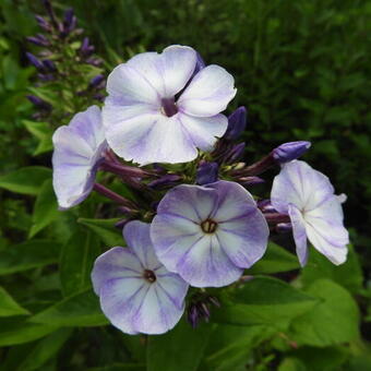 Phlox paniculata 'YOUNIQUE Old Blue'
