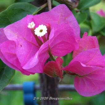 Bougainvillea