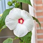 Hibiscus moscheutos 'LUNA White Red Eye' - Altheastruik