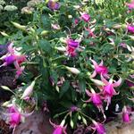 Fuchsia 'Fairy Lights' - Bellenplant