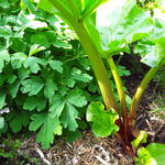 Rheum rhabarbarum 'Red Champagne' - Rabarber