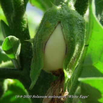 Solanum melongena 'White Eggs'
