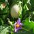 Solanum melongena 'White Eggs'