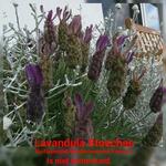 Lavandula stoechas 'Anouk' - Kuiflavendel / vlinderlavendel / Franse lavendel