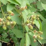Rubus fruticosus - Gewone braam