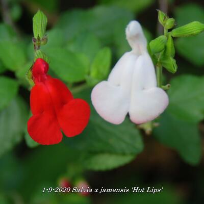 Salie, struiksalie - Salvia x jamensis 'Hot Lips'
