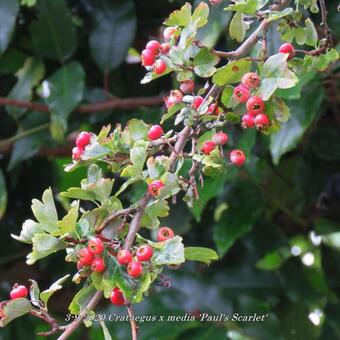 Crataegus x media 'Paul's Scarlet'