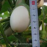 Solanum melongena 'White Eggs' - Witte aubergine