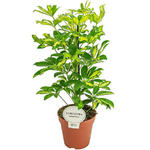 Schefflera arboricola 'Gerda' - Vingersboom