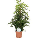 Ficus benjamina 'Anastasia' - Treurvijg
