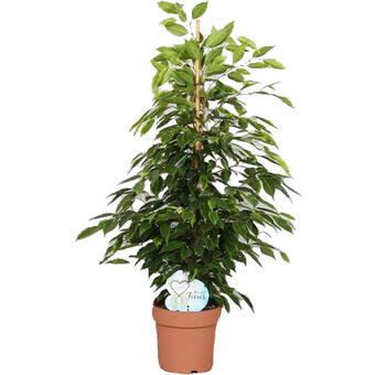 Ficus benjamina 'Anastasia'