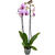Phalaenopsis 'Washington'