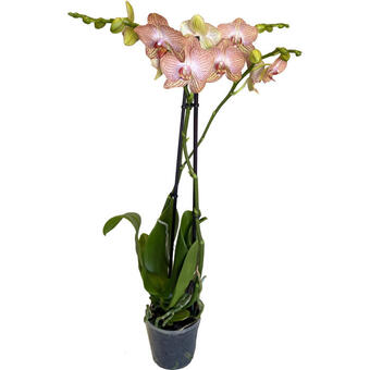 Phalaenopsis 'Ravello'