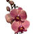 Phalaenopsis 'Narbonne'