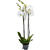 Phalaenopsis 'White World'