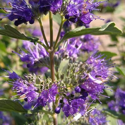 Baardbloem, Blauwe spirea - Caryopteris x clandonensis 'Grand Bleu'