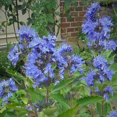 Baardbloem, Blauwe spirea - Caryopteris x clandonensis 'Blue Fountain'