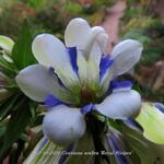 Gentiana scabra ‘Royal Stripes’ - Herfstgentiaan, Japanse gentiaan