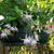 Fuchsia 'Annabel'