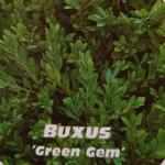 Buxus 'Green Gem' - Buxus, randpalm