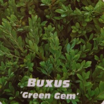 Buxus 'Green Gem'
