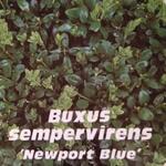 Buxus sempervirens 'Newport Blue' - Buxus