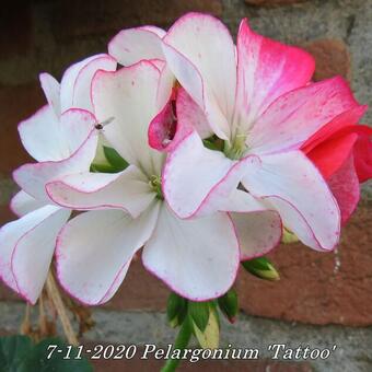 Pelargonium 'Tattoo'