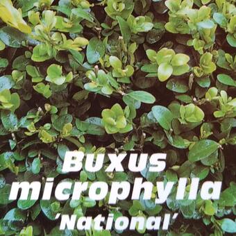 Buxus microphylla ‘National’